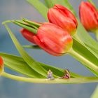 Einen Strauß Tulpen...