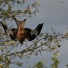 Einen Sturzflug...