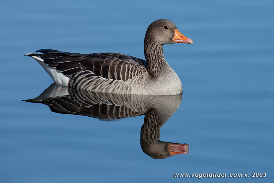 Einen Tag am See....Graugans 2