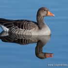 Einen Tag am See....Graugans 2