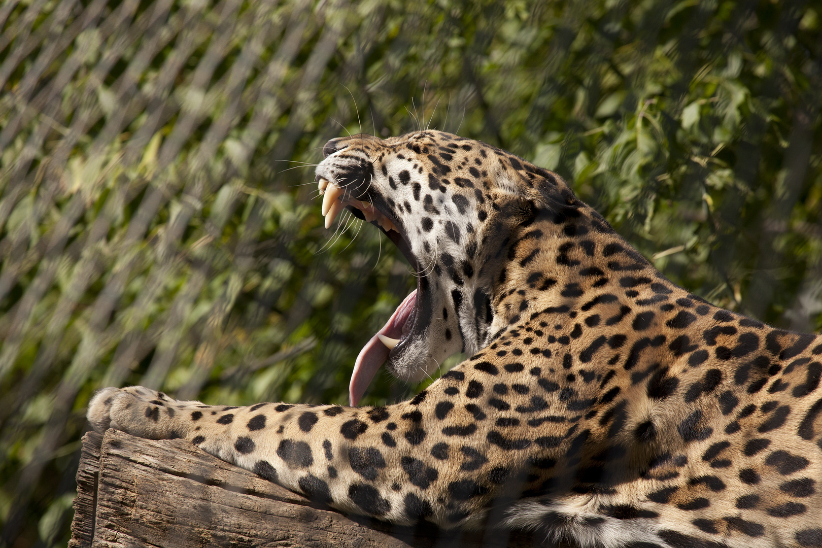 Einen Tag im Zoo_3