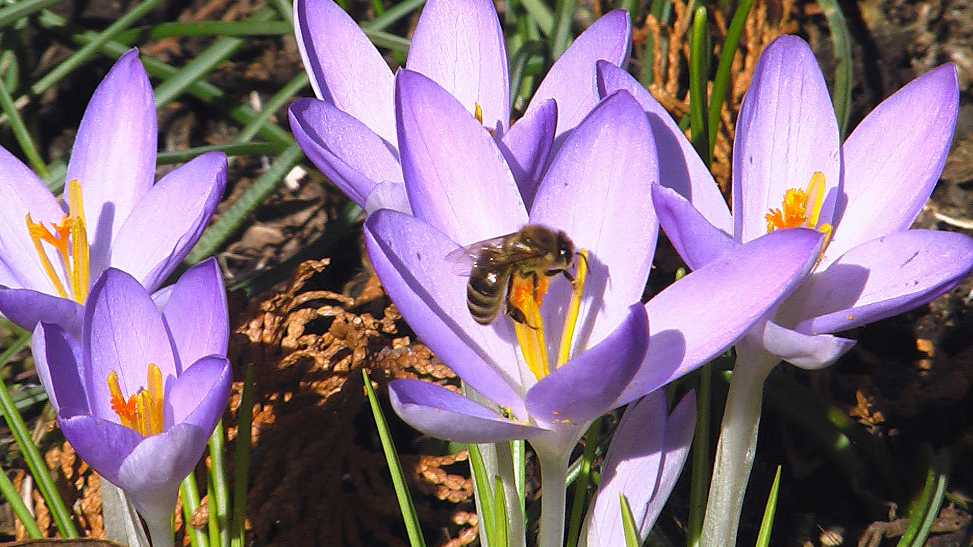 einen Tag lang war schon Frühling