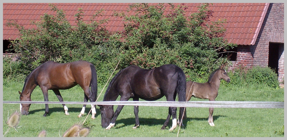 Einen tierisch schönen Wochenbeginn