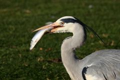 Einen toten Fisch klauen