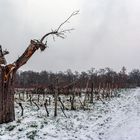 Einen traurigen Anblick