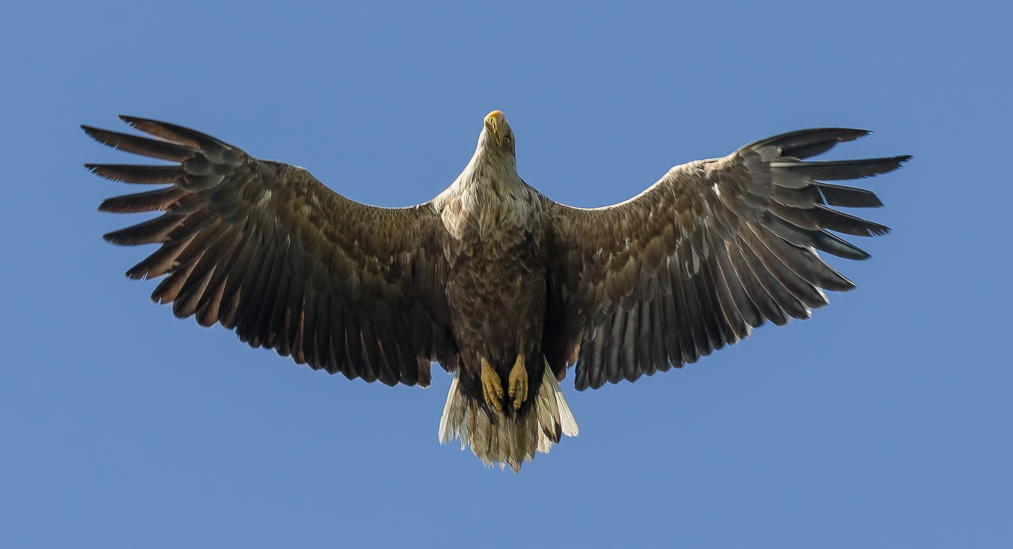 Einen Überflieger ...