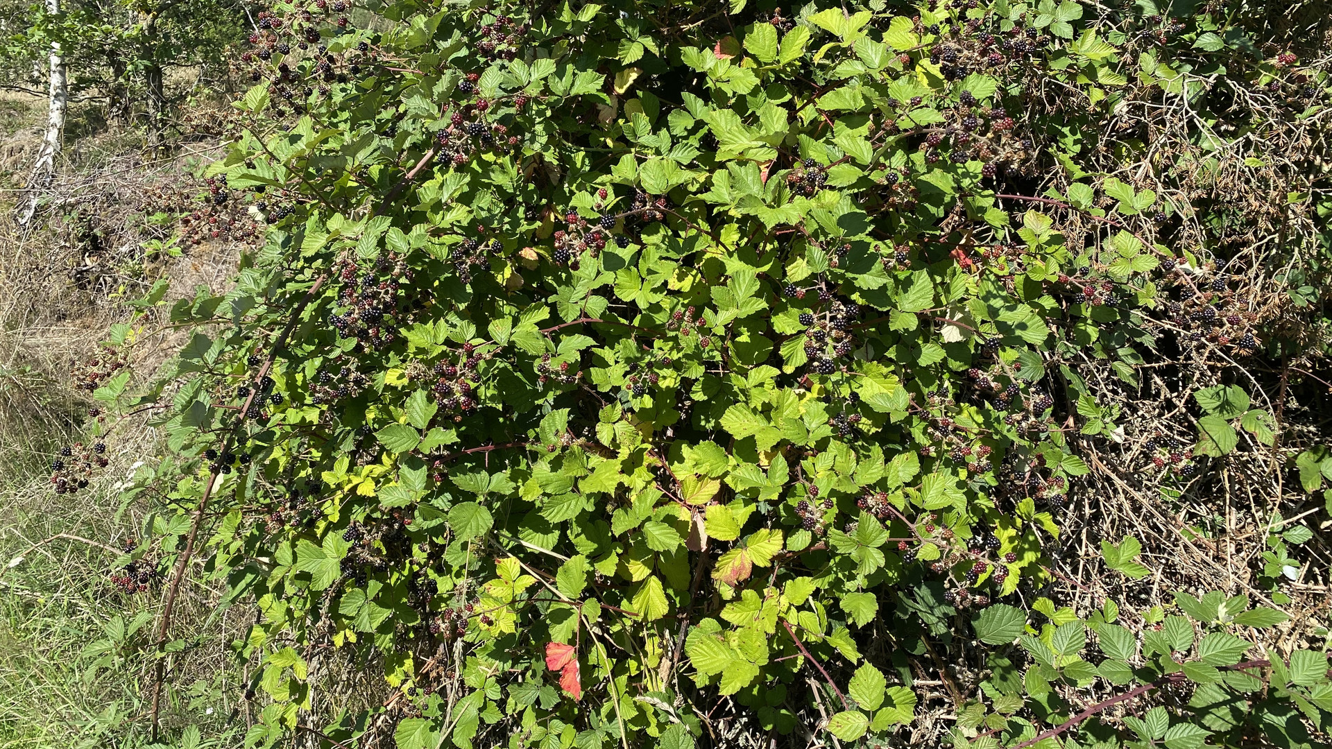 Einen unglaublichen Reichtum bietet uns die Natur - wenn wir ihn nur sehen ...