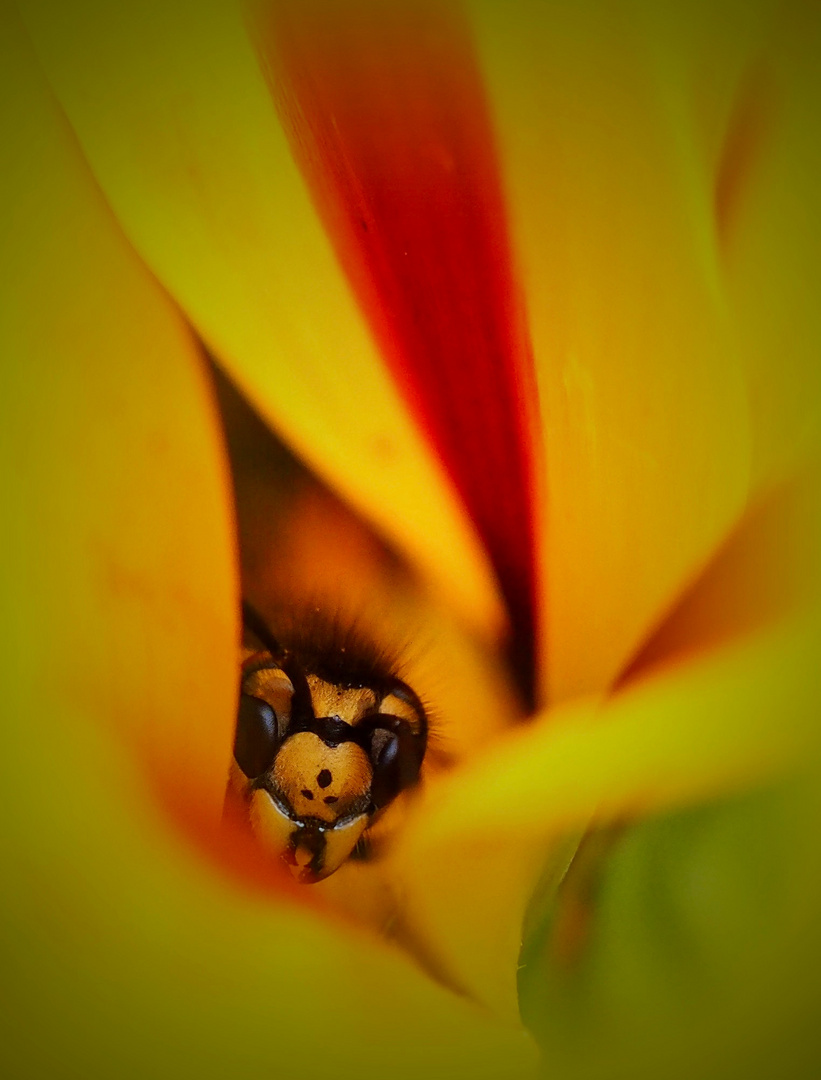 Einen Unterschlupf in der Mittagsblume..