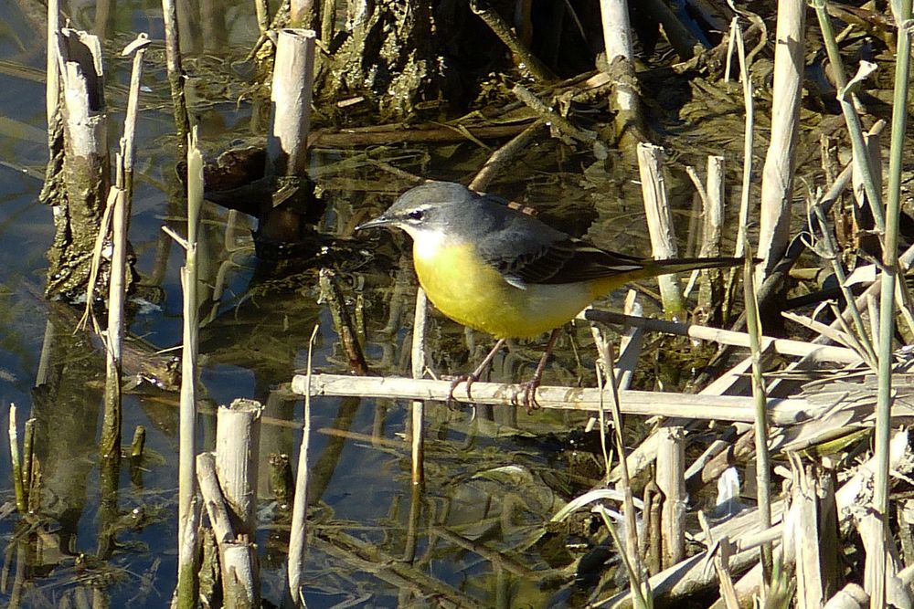 einen Vogel findet man immer