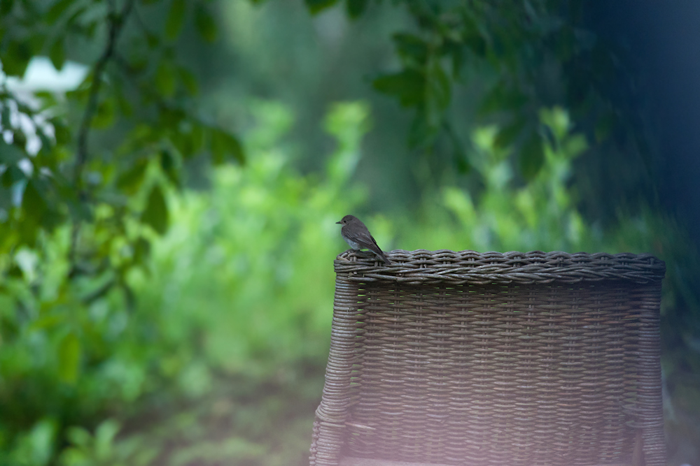 Einen Vogel gab es doch ....