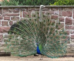 Einen Vogel mit zwei Köpfen :-)