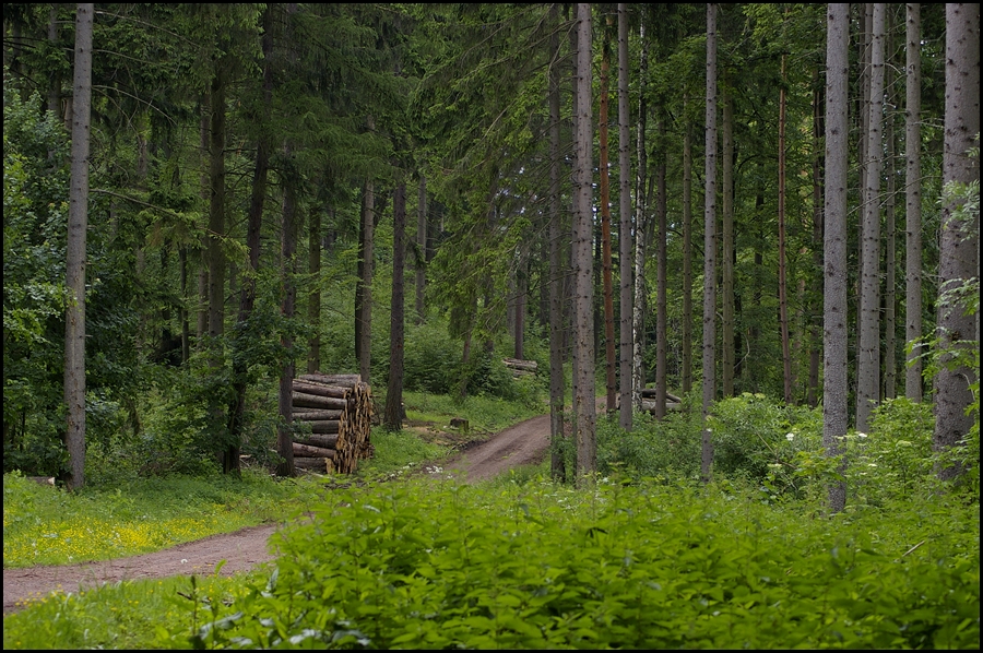 Einen Waldspaziergang ...