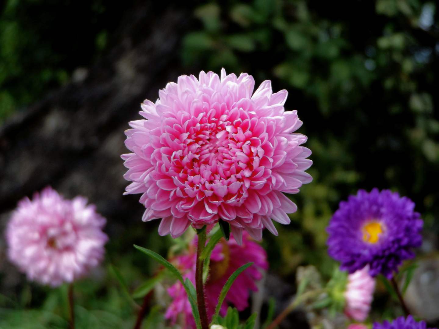 Einen warmen Sommer hatten wir, erinnerst du dich ? Herbst ist da...