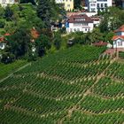 Einen Weinberg mitten in der Stadt