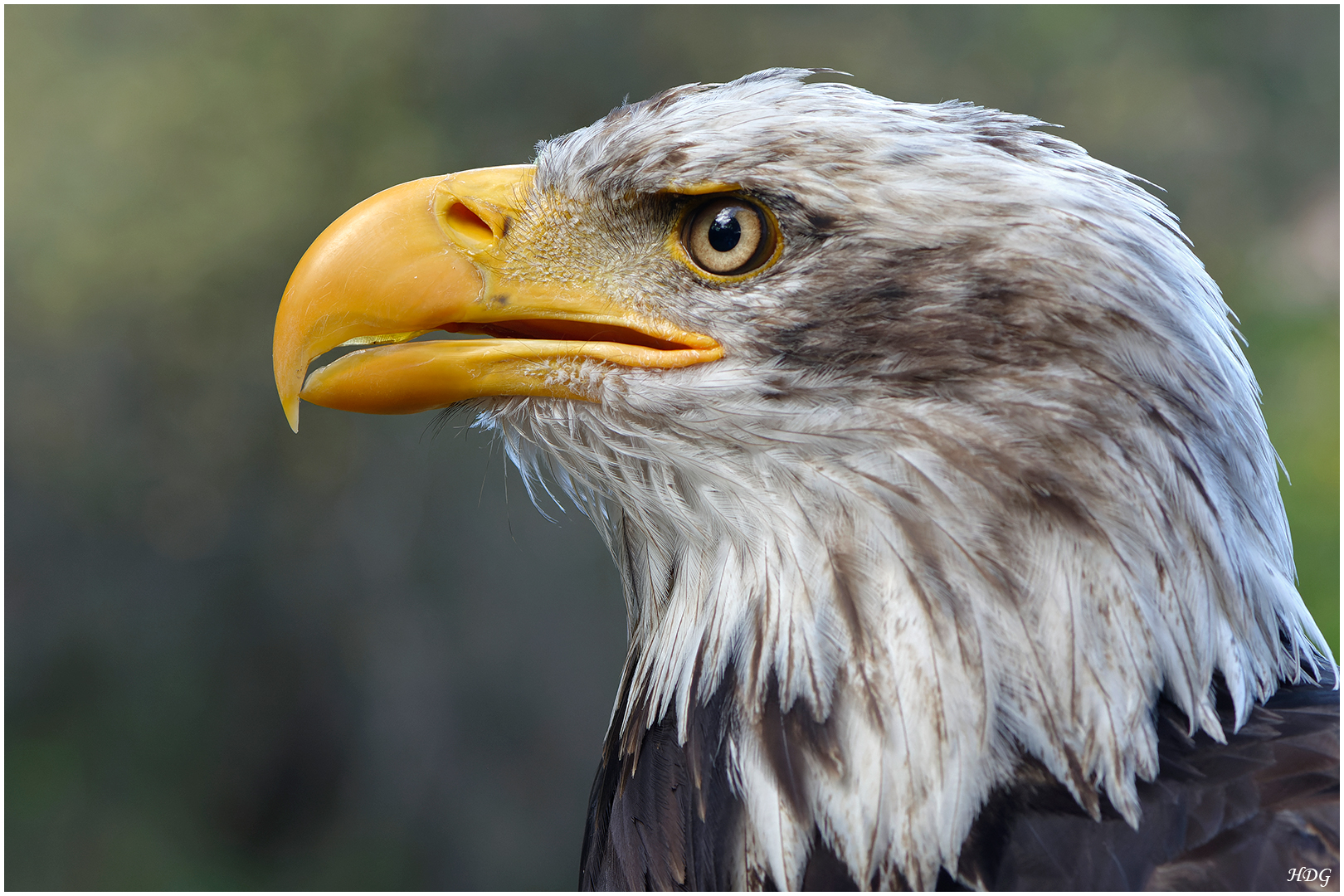 Einen Weißkopfseeadler in ...