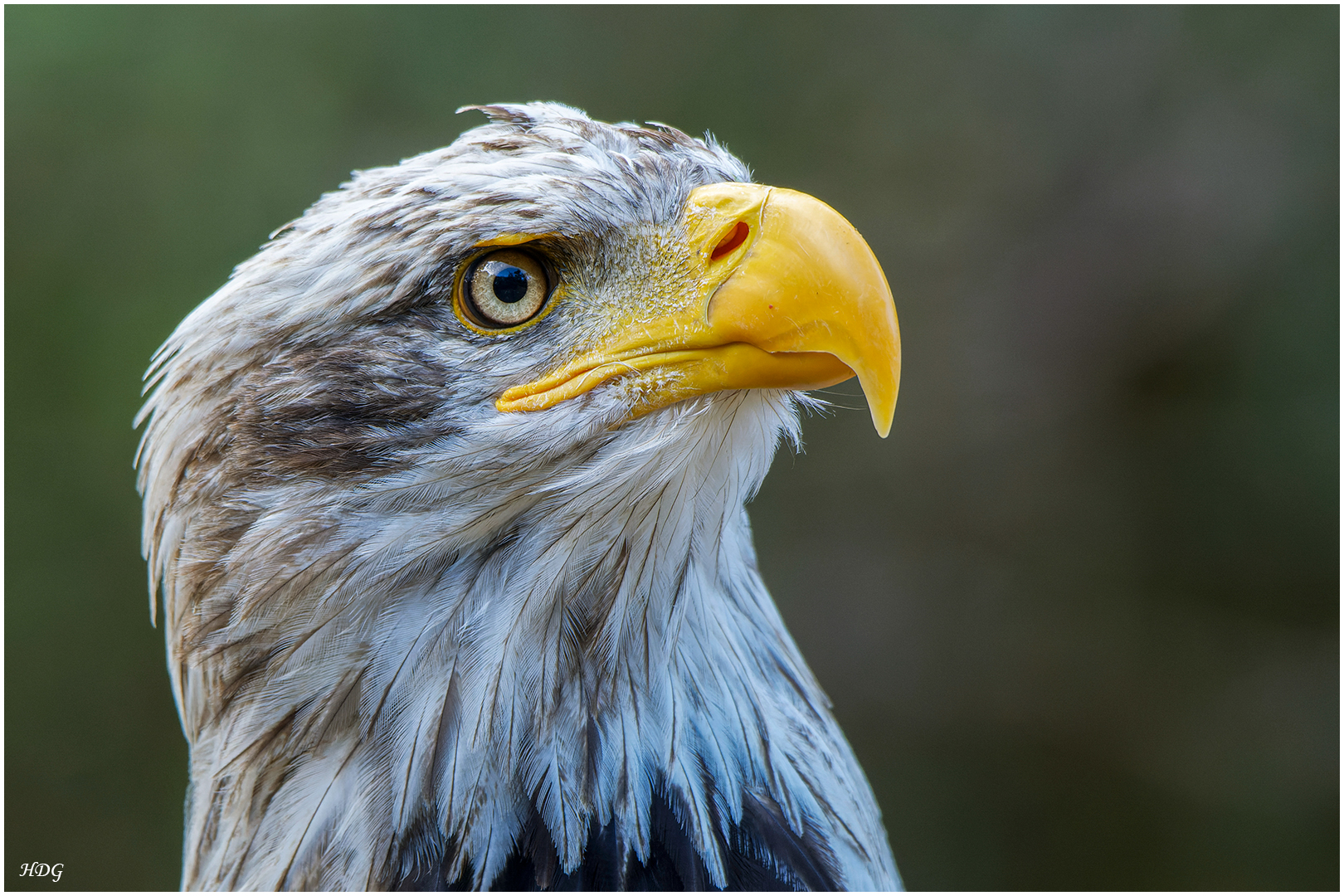 Einen Weißkopfseeadler in (2) ...