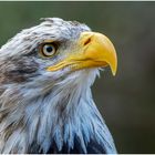 Einen Weißkopfseeadler in (2) ...