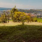 einen weiten Blick über s Land werfen 