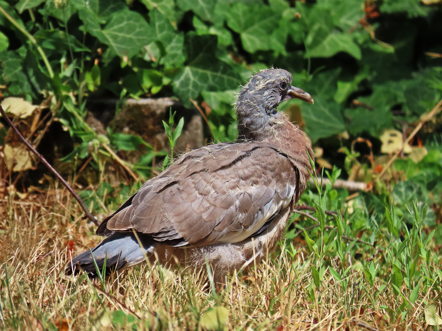 Einen weiteren Ästling (Ringeltaube) im Garten entdeckt.