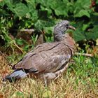 Einen weiteren Ästling (Ringeltaube) im Garten entdeckt.