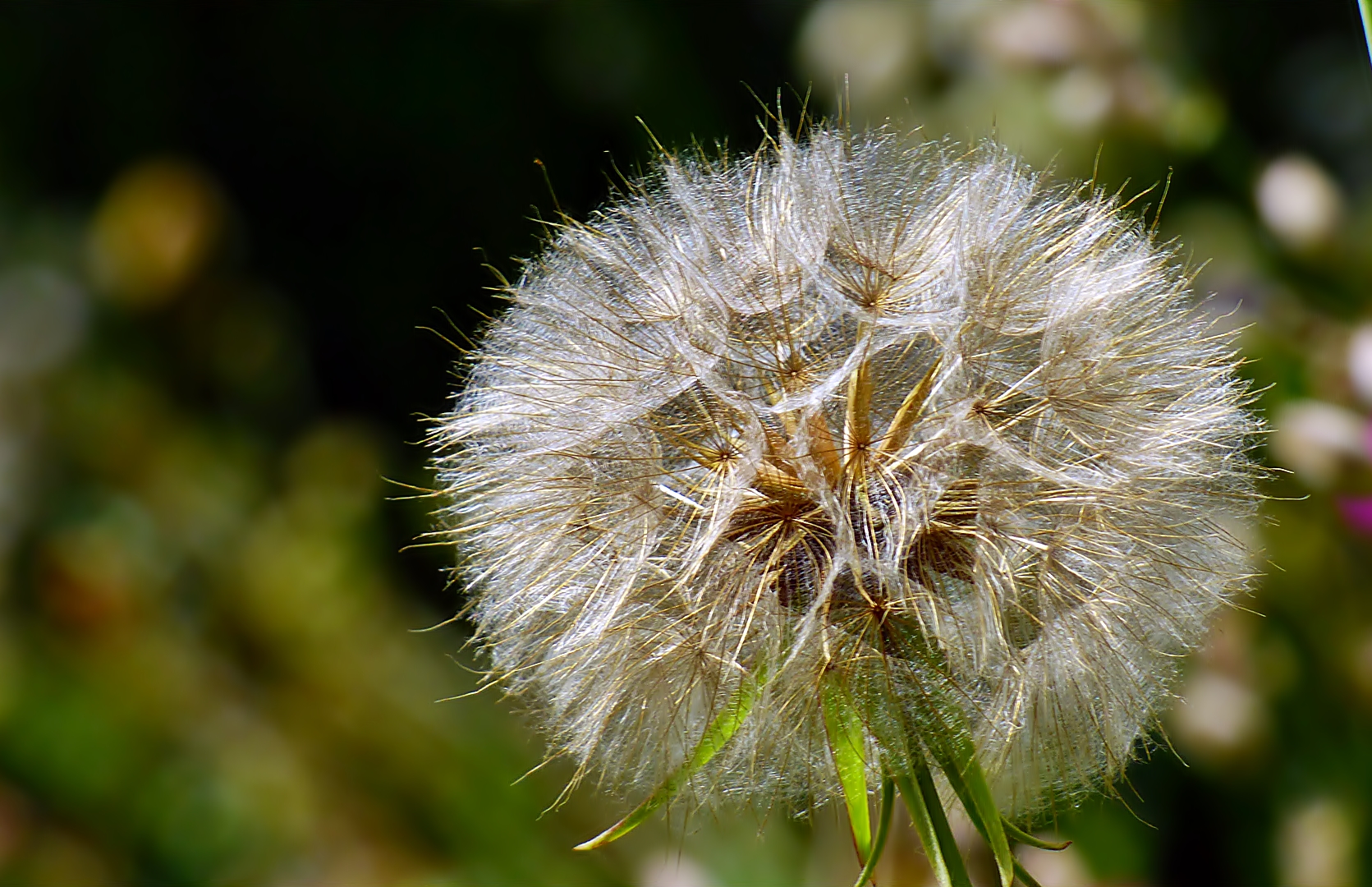 Einen Wiesenbocksbart . . .