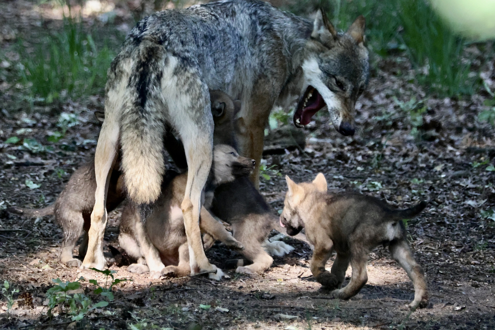 Einen Wolfshunger…