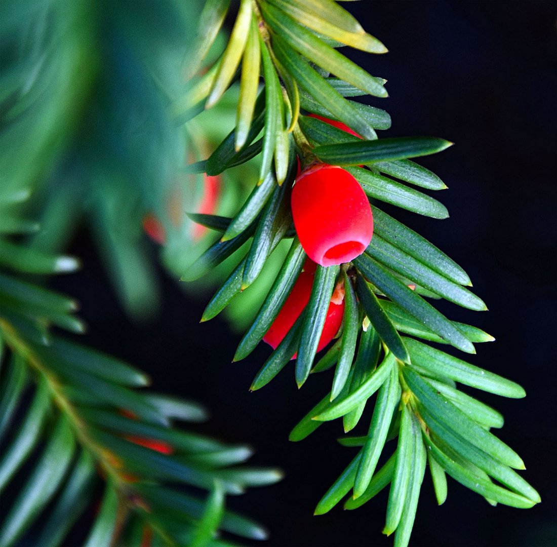 Einen wunderschönen 2. Advent