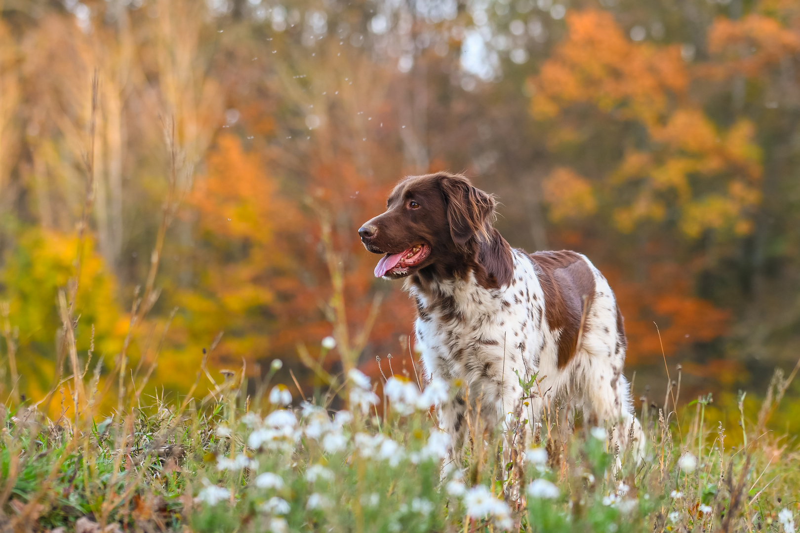 Einen wunderschönen Herbsttag in vollen Zügen genossen 