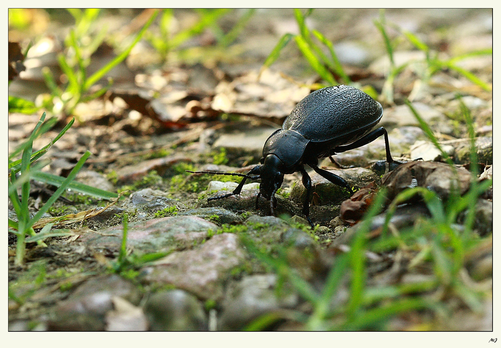 Einen wunderschönen Lederlaufkäfer