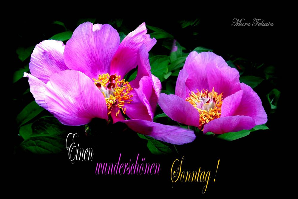 Einen Wunderschonen Sonntag Foto Amp Bild Pflanzen Pilze