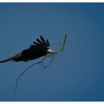 einen Zweig für's Nest