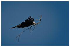 einen Zweig für's Nest