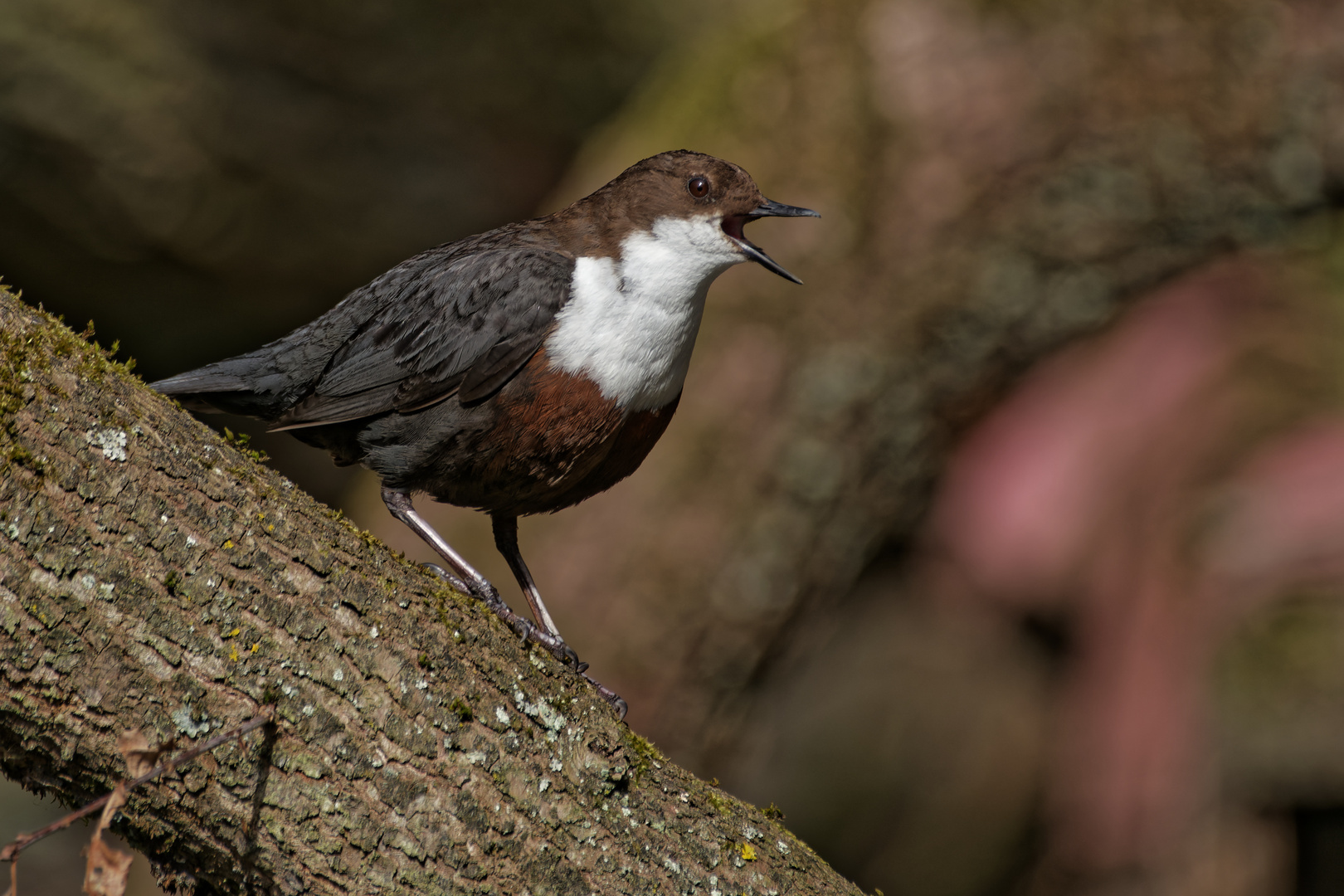 Einer Amsel ähnlich ...