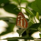 Einer auf dem Blatt!