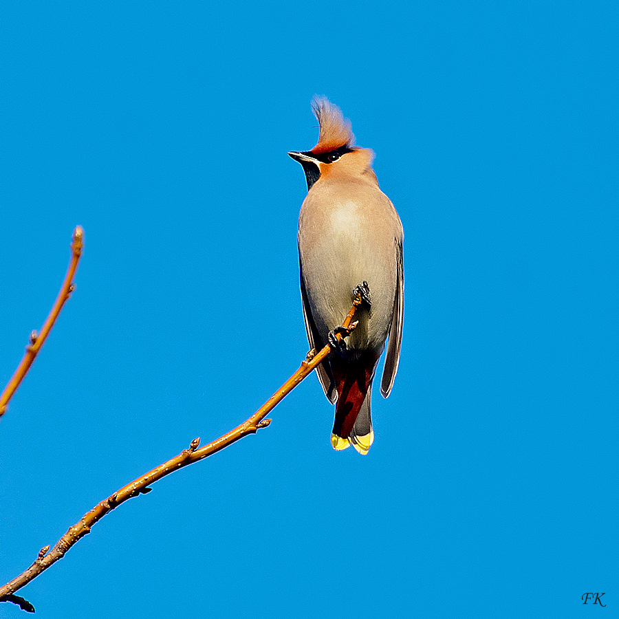 Einer aus dem kleinen Schwarm *** Foto & Bild tiere, wildlife, wild