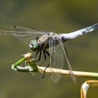 Einer aus der Blaumanntruppe