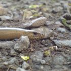 Einer Blindschleiche tief ins Auge geschaut