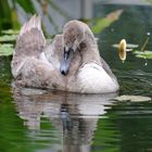 Einer der 3 Grazien im Palmengarten