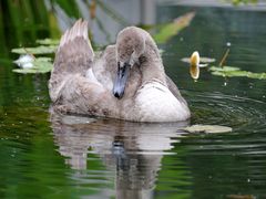 Einer der 3 Grazien im Palmengarten