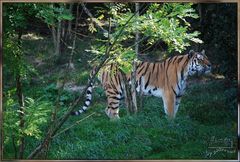 Einer der 3 Wuppertaler Tiger