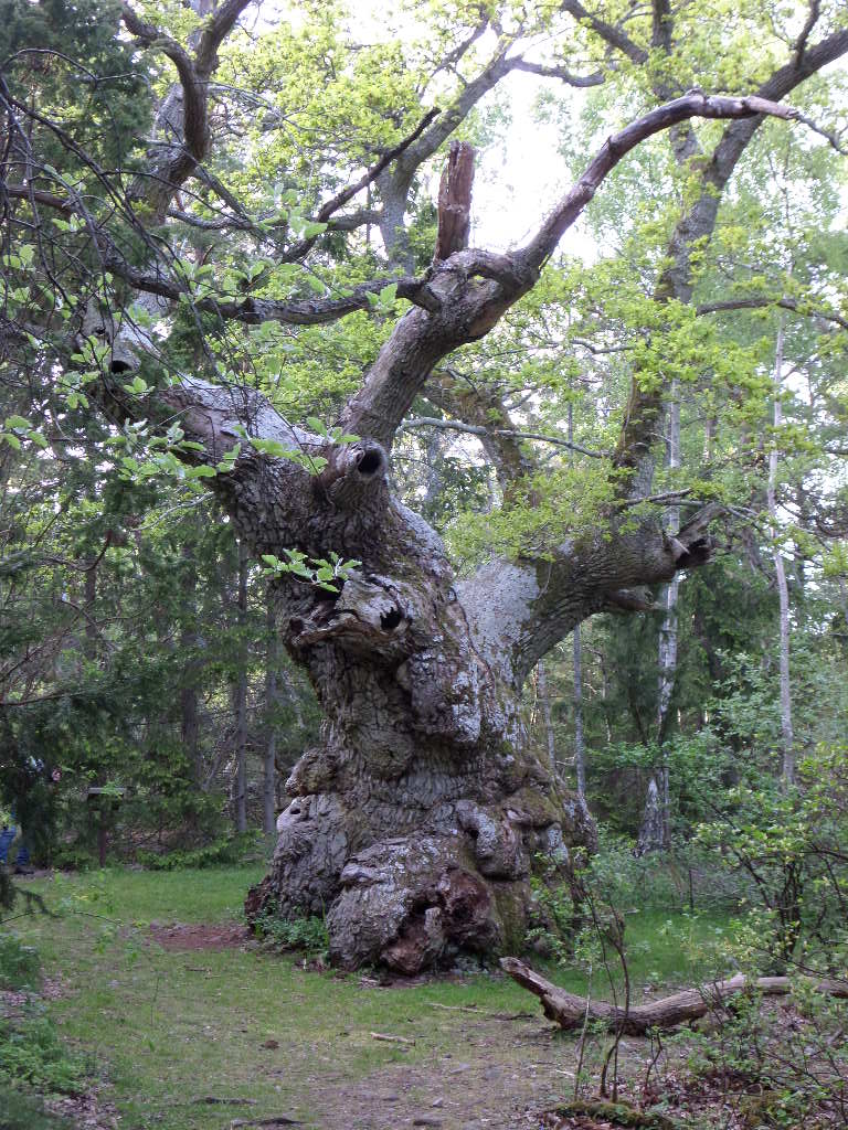 einer der ältesten Bäume in Skandinavien // Eiche auf Öland Schweden (ca.1000 Jahre alt)