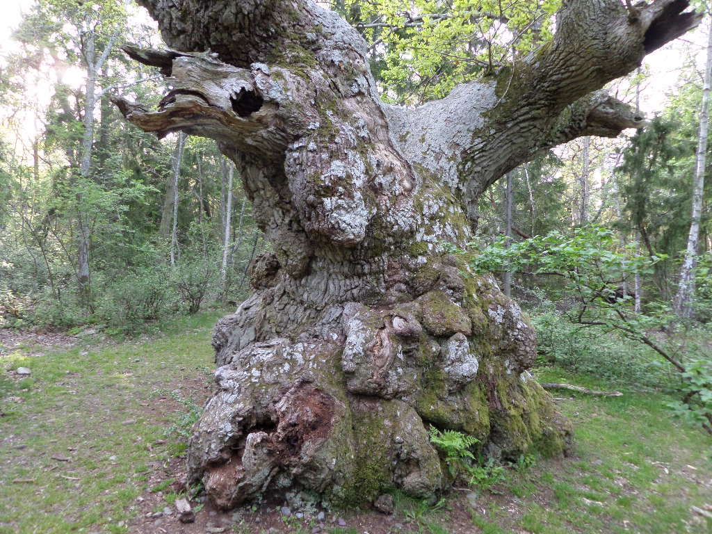 einer der ältesten Bäume Skandinaviens gezoomt (Insel Öland) ca. 1000 Jahre