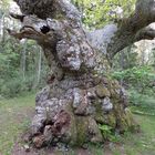 einer der ältesten Bäume Skandinaviens gezoomt (Insel Öland) ca. 1000 Jahre