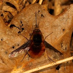 Einer der allerersten Wollschweber (Bombylius major)