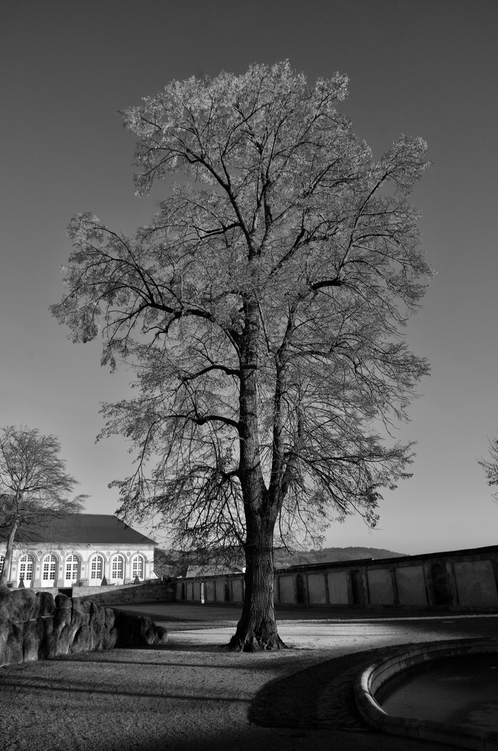 Einer der Bäume im Klosterpark Haydau 
