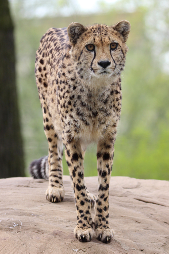 Einer der beiden Gepardenbrüder im Zoo Dresden