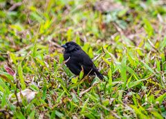 Einer der Darwin Finken.                           DSC_8753