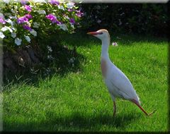 Einer der der Vögel..