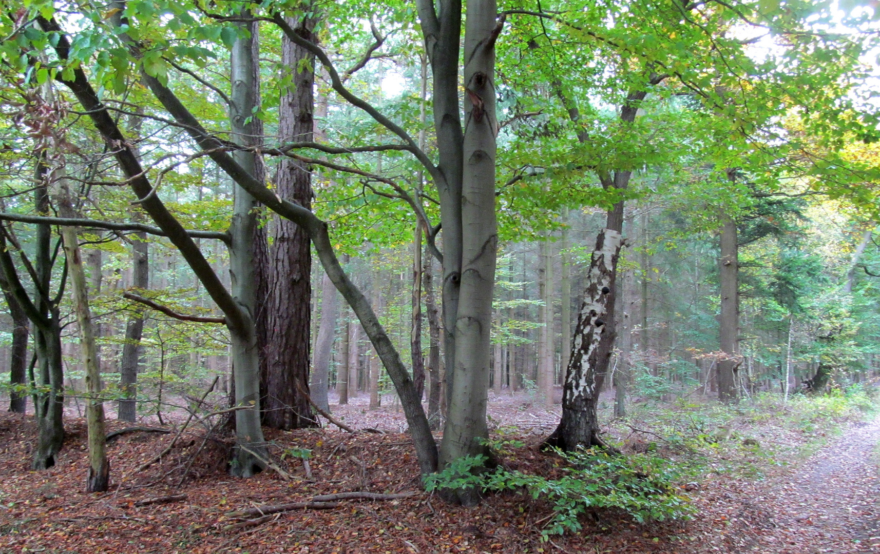 einer der Eingänge in den Wald Westerberg ...