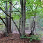 einer der Eingänge in den Wald Westerberg ...